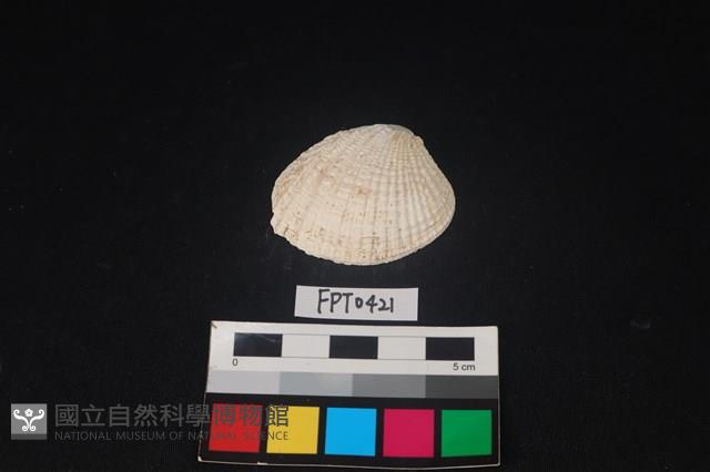 貝殼藏品圖，第1張