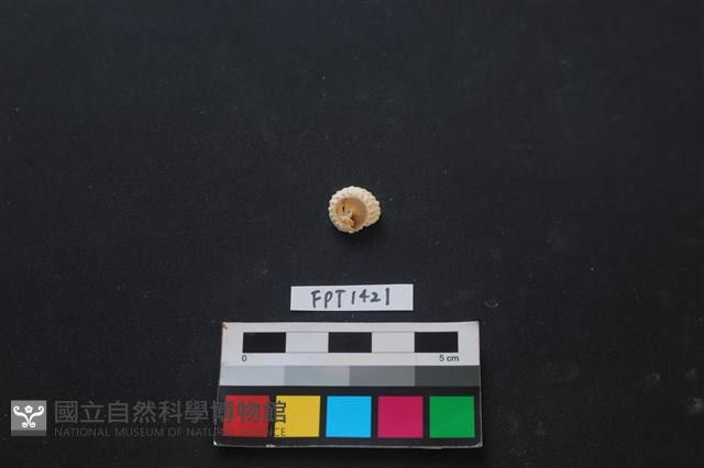 貝殼藏品圖，第1張