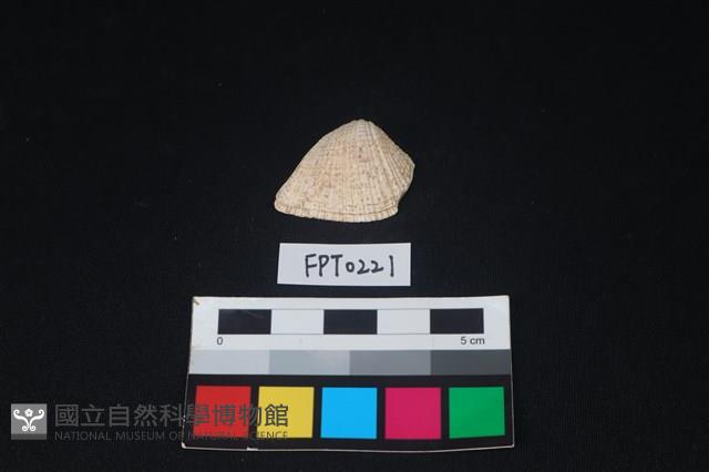 貝殼藏品圖，第1張