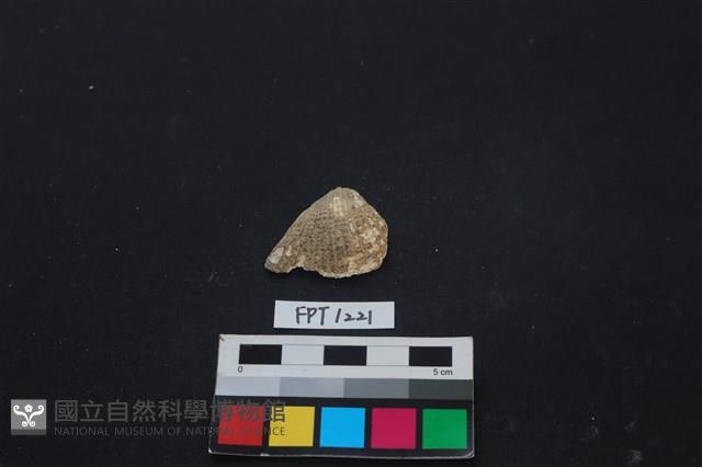 貝殼藏品圖，第1張