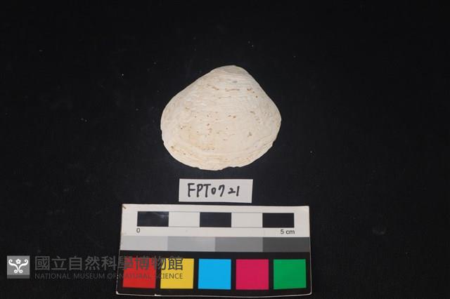 貝殼藏品圖，第1張