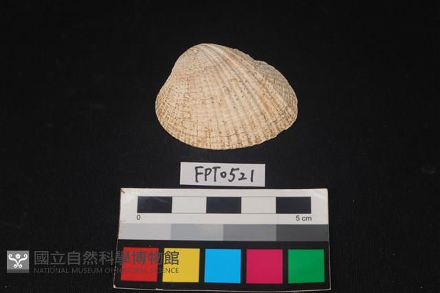 貝殼藏品圖，第1張