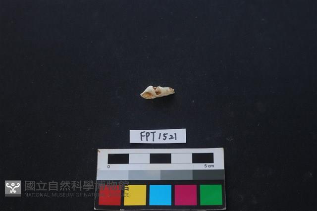 貝殼藏品圖，第1張