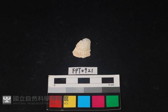 貝殼藏品圖，第1張