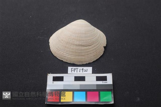貝殼藏品圖，第1張