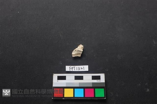 貝殼藏品圖，第1張