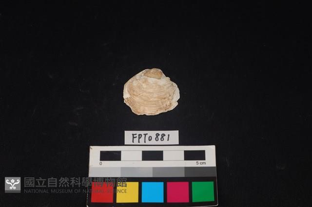 貝殼藏品圖，第1張
