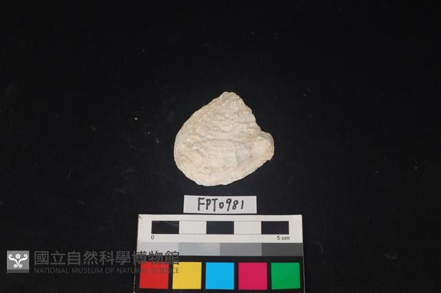 貝殼藏品圖，第1張