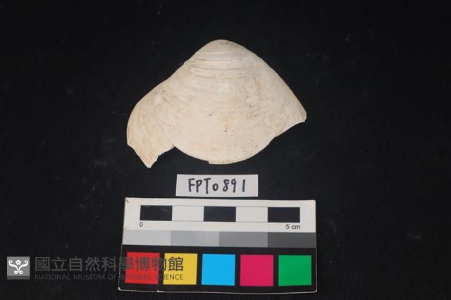 貝殼藏品圖，第1張
