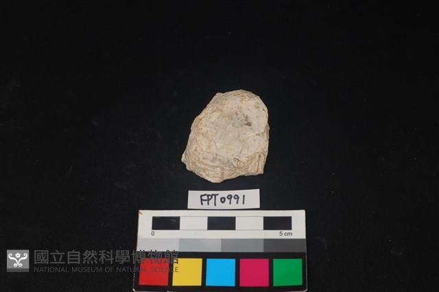 貝殼藏品圖，第1張