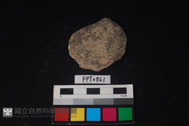 貝殼藏品圖，第1張