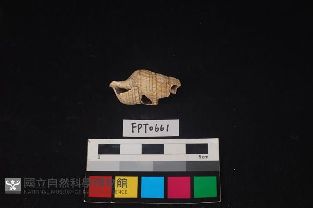 貝殼藏品圖，第1張