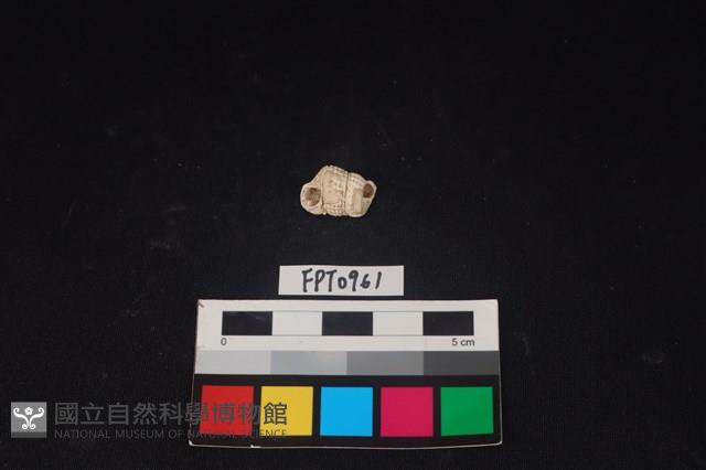 貝殼藏品圖，第1張
