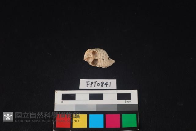 貝殼藏品圖，第1張