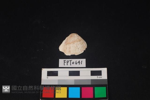 貝殼藏品圖，第1張