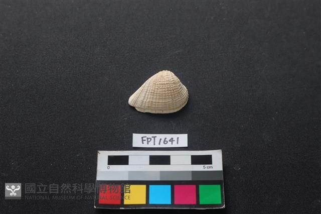 貝殼藏品圖，第1張