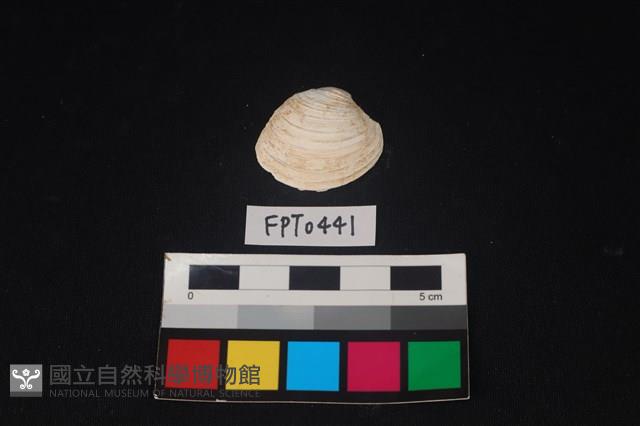 貝殼藏品圖，第1張