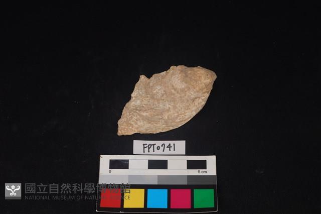 貝殼藏品圖，第1張