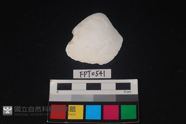 貝殼藏品圖，第1張