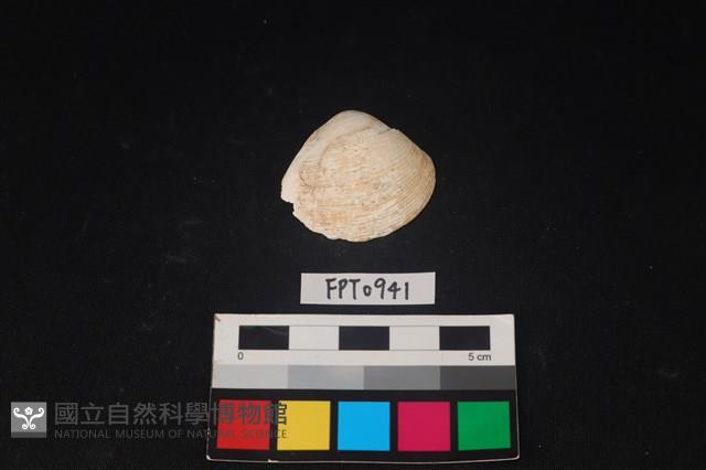 貝殼藏品圖，第1張