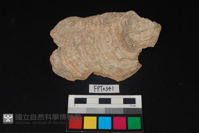貝殼藏品圖，第1張