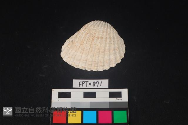 貝殼藏品圖，第1張