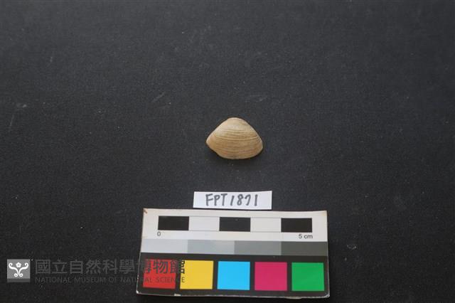 貝殼藏品圖，第1張