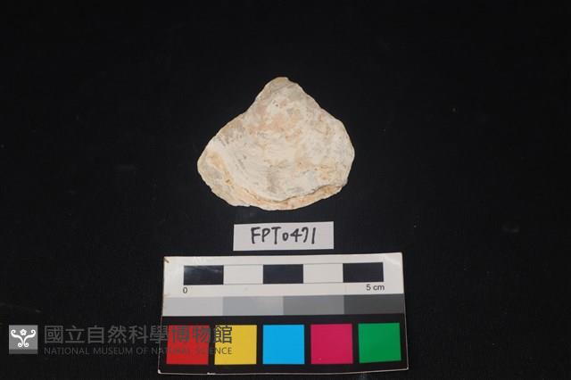 貝殼藏品圖，第1張