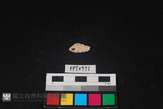 貝殼藏品圖，第1張