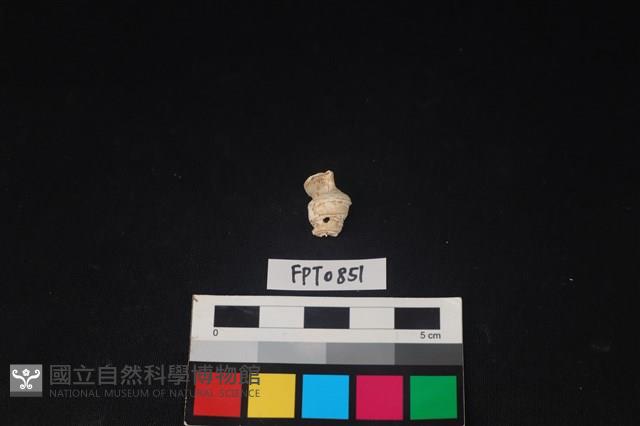 貝殼藏品圖，第1張