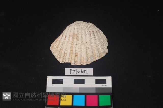貝殼藏品圖，第1張