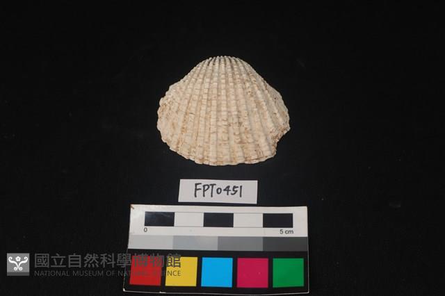 貝殼藏品圖，第1張