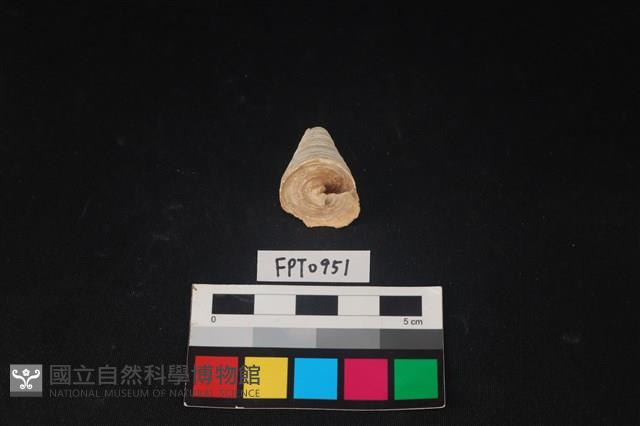貝殼藏品圖，第1張