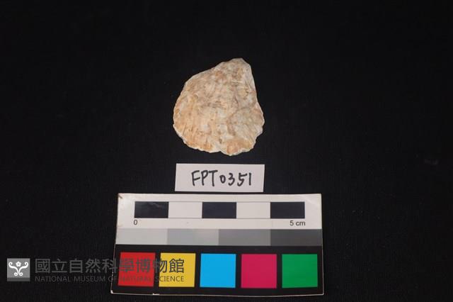 貝殼藏品圖，第1張