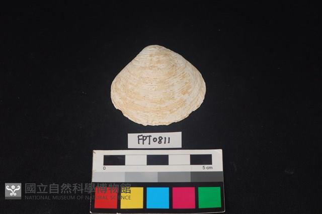 貝殼藏品圖，第1張