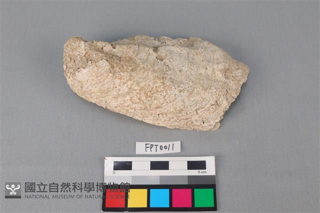 貝殼藏品圖，第1張