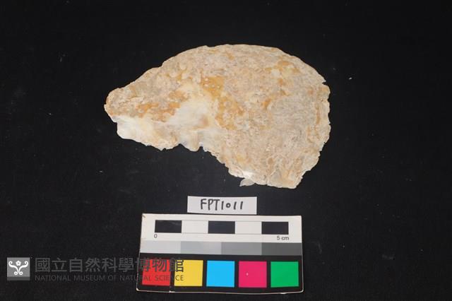 貝殼藏品圖，第1張