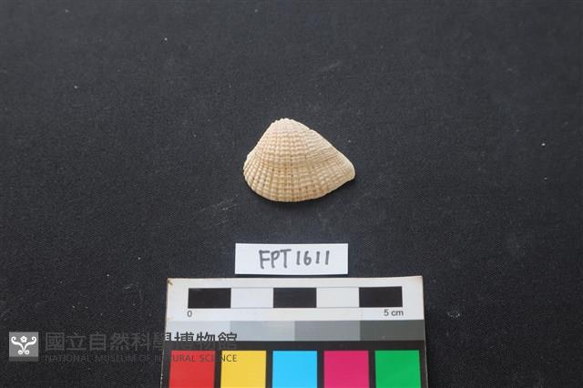 貝殼藏品圖，第1張