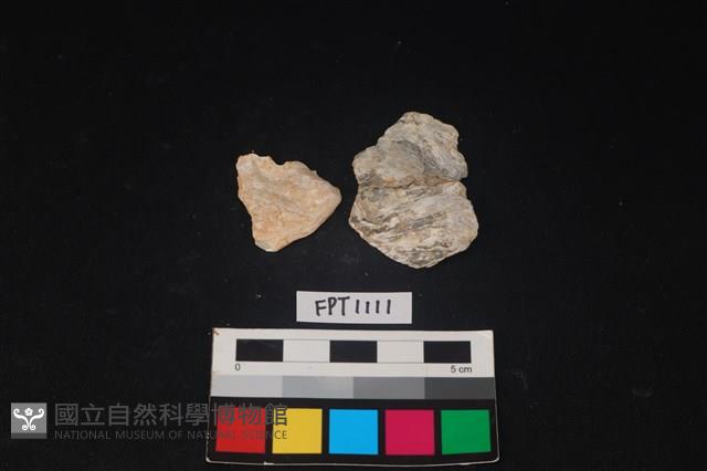 貝殼藏品圖，第1張