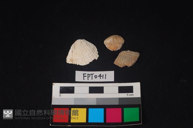 貝殼藏品圖，第1張
