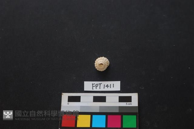 貝殼藏品圖，第1張