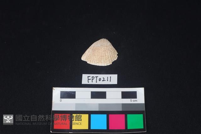貝殼藏品圖，第1張