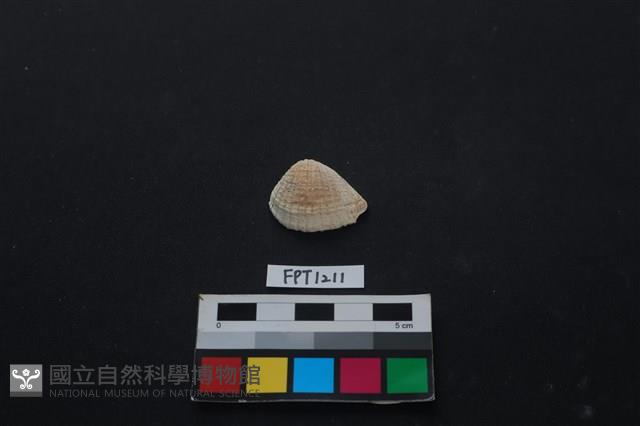 貝殼藏品圖，第1張