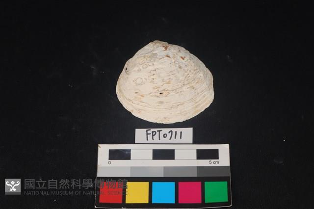 貝殼藏品圖，第1張