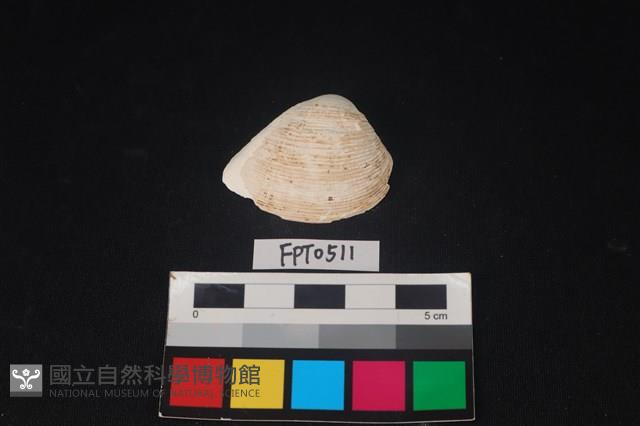 貝殼藏品圖，第1張