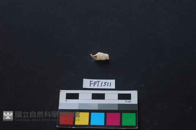 貝殼藏品圖，第1張