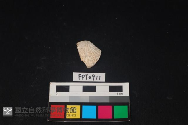 貝殼藏品圖，第1張