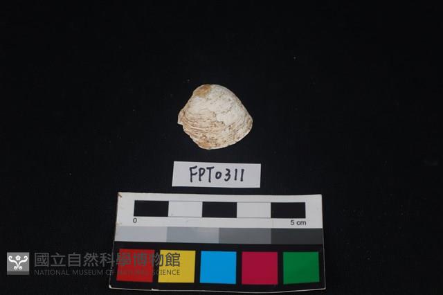 貝殼藏品圖，第1張