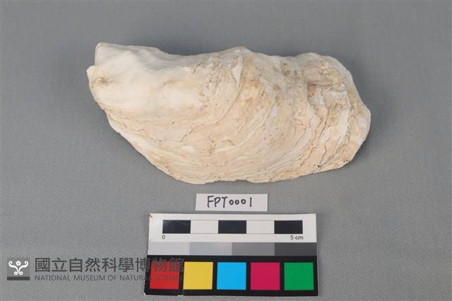 長牡蠣藏品圖，第1張