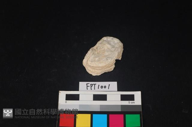 貝殼藏品圖，第1張